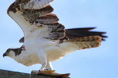 Low angle view of seagull flying