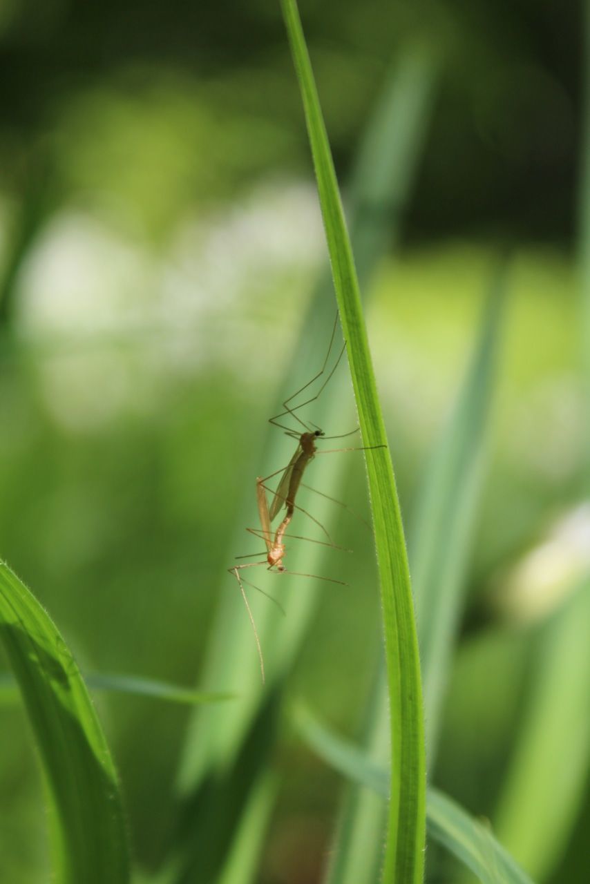 insect, animal themes, animals in the wild, one animal, wildlife, green color, dragonfly, focus on foreground, close-up, selective focus, plant, nature, outdoors, day, grass, spider, no people, zoology, leaf, two animals