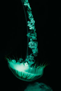 Close-up of jellyfish swimming in sea