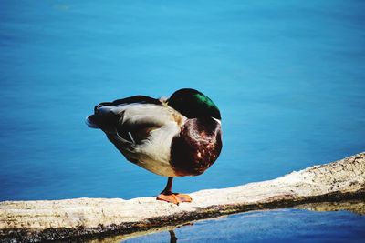 Close-up of bird perching on a sea