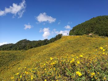 Yellow flowers growing in field against sky