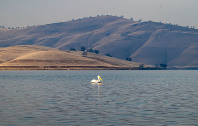 White pelican floating on reservoir with dramatic hills in the background