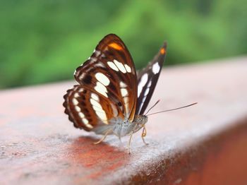 Close-up of butterfly on flower