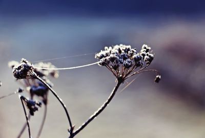 Close-up of insect on plant