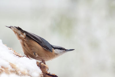 Close-up of bird perching outdoors