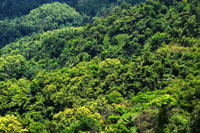 High angle view of trees in forest