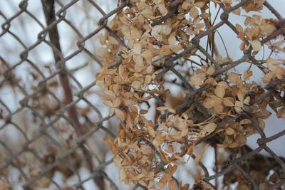 Close-up of plants on tree