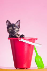 Portrait of cat in red bucket against pink wall