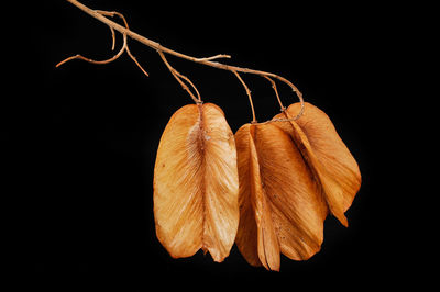 Close-up of dry plant against black background