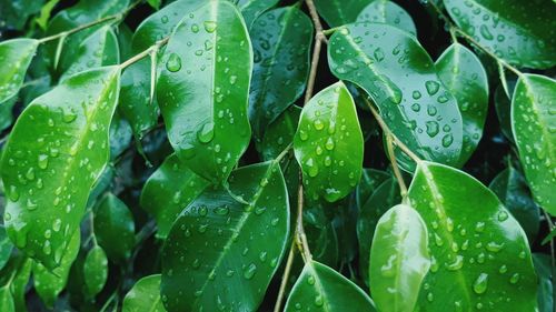 Full frame shot of wet leaves