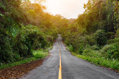 Empty road amidst trees