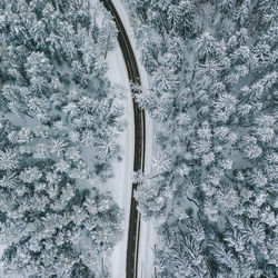 High angle view of frozen plants during winter