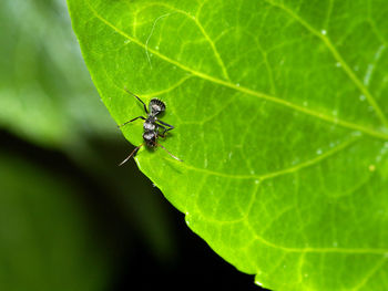 Close-up of insect on stem