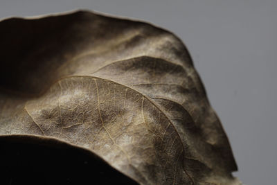 Close-up of dry leaf against gray background