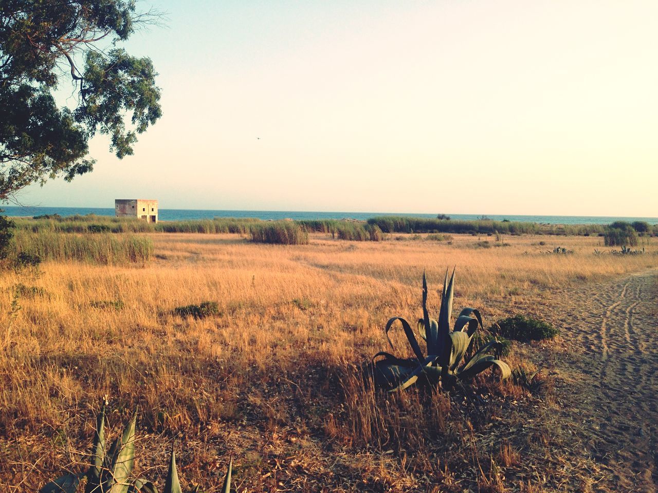 clear sky, copy space, field, tranquil scene, tranquility, landscape, grass, scenics, rural scene, nature, sky, growth, tree, plant, beauty in nature, horizon over water, agriculture, horizon over land, remote, day