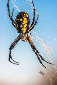 Close-up of spider on web