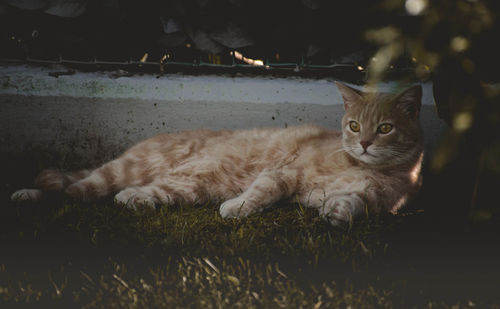 Portrait of a cat resting on field