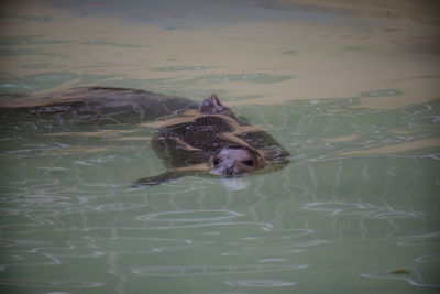 High angle view of duck swimming in sea