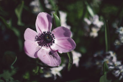 Close-up of purple flower