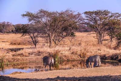 Zebra near watering hole 