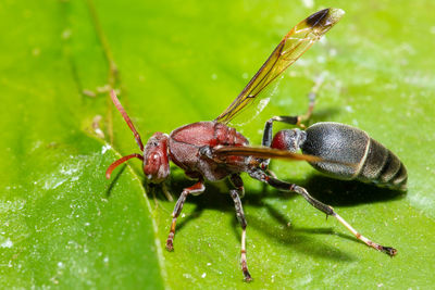 Close-up of ant on leaf