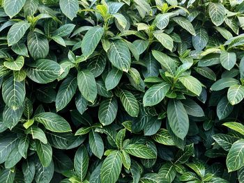 Full frame shot of green leaves