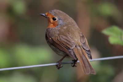 Close-up of bird perching on twig