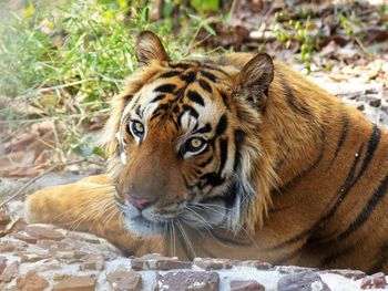 Close-up portrait of a tiger in zoo