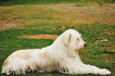 Side view of dog lying on grassy land
