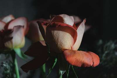 Close-up of flower blooming outdoors