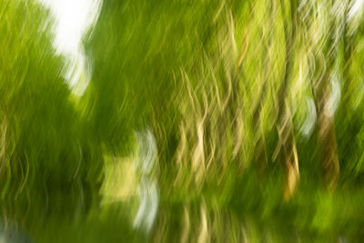 Full frame shot of plants