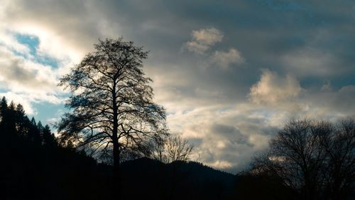 Low angle view of silhouette trees against sky during sunset