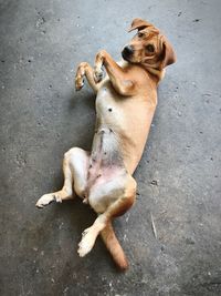 High angle view of dog lying on ground