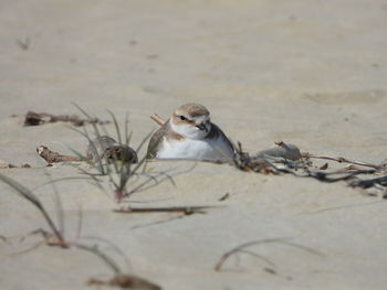 Close-up of kentish plower nesting on sand