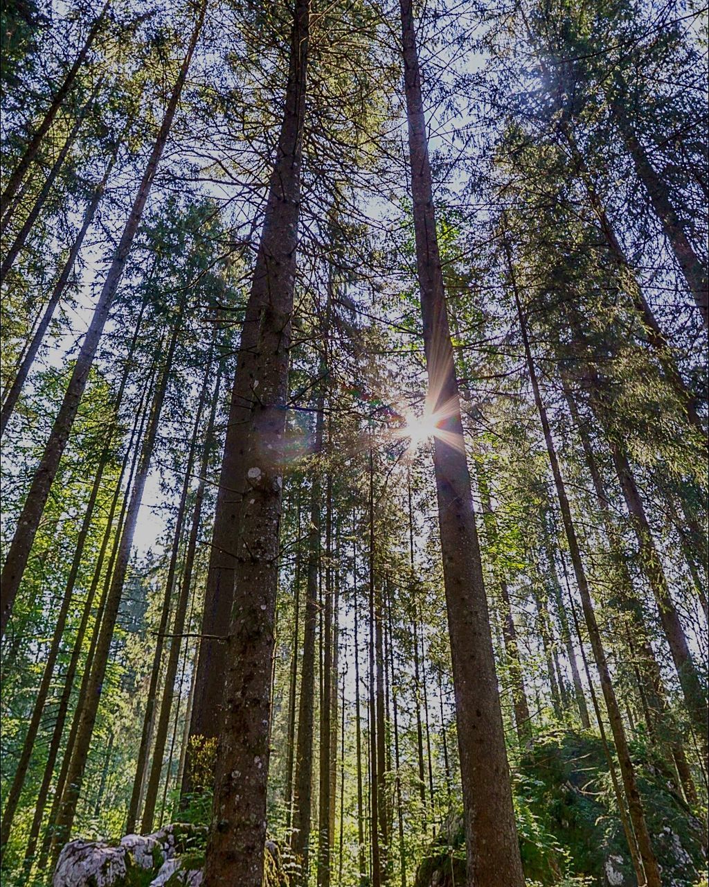 tree, nature, low angle view, beauty in nature, growth, sky, no people, forest, bamboo grove, tranquility, outdoors, day, tree trunk, bamboo - plant, green color, freshness