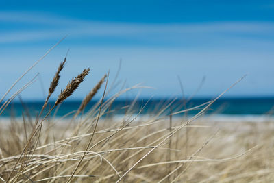 Close-up of grass by sea against sky
