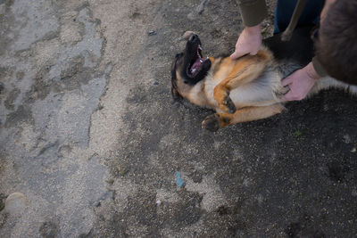 Dog looking at camera