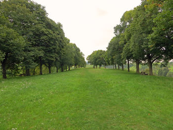 Trees on field against clear sky