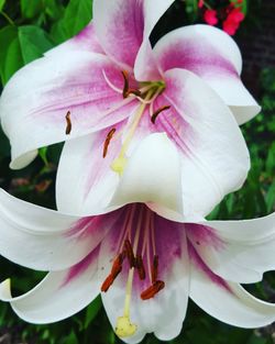 Close-up of pink flower