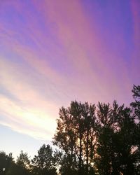 Low angle view of silhouette trees against sky during sunset