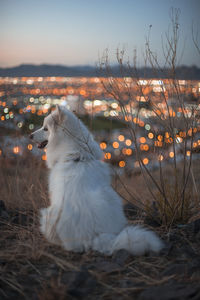 Close-up of dog sitting on field against sky at dusk in city