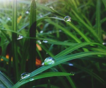 Close-up of water drops on leaves