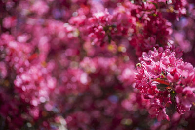 Close-up of pink cherry blossom