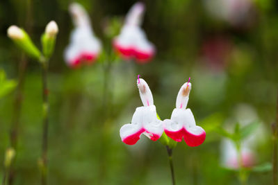 Close-up of pink flowering plant on field