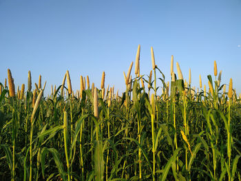 Crops growing on field against clear blue sky