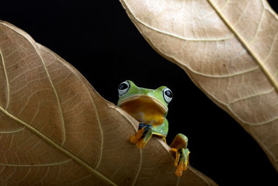 Close-up of frog