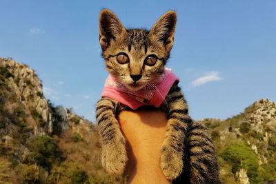 Portrait of cat against sky