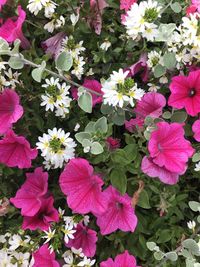 High angle view of pink flowering plants