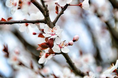 Close-up of white flowers on branch