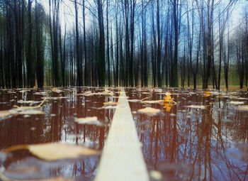 Reflection of trees in lake